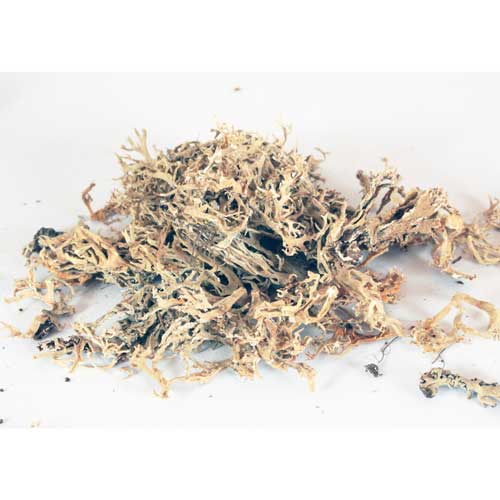Räucherwerk / Reine R&auml;ucherstoffe / Eichenmoos im Beutel (6g)