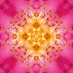 Energieprodukte / Imagami WasserWandler / Heckenrose