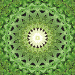 Energieprodukte / Imagami WasserWandler / Cannabis